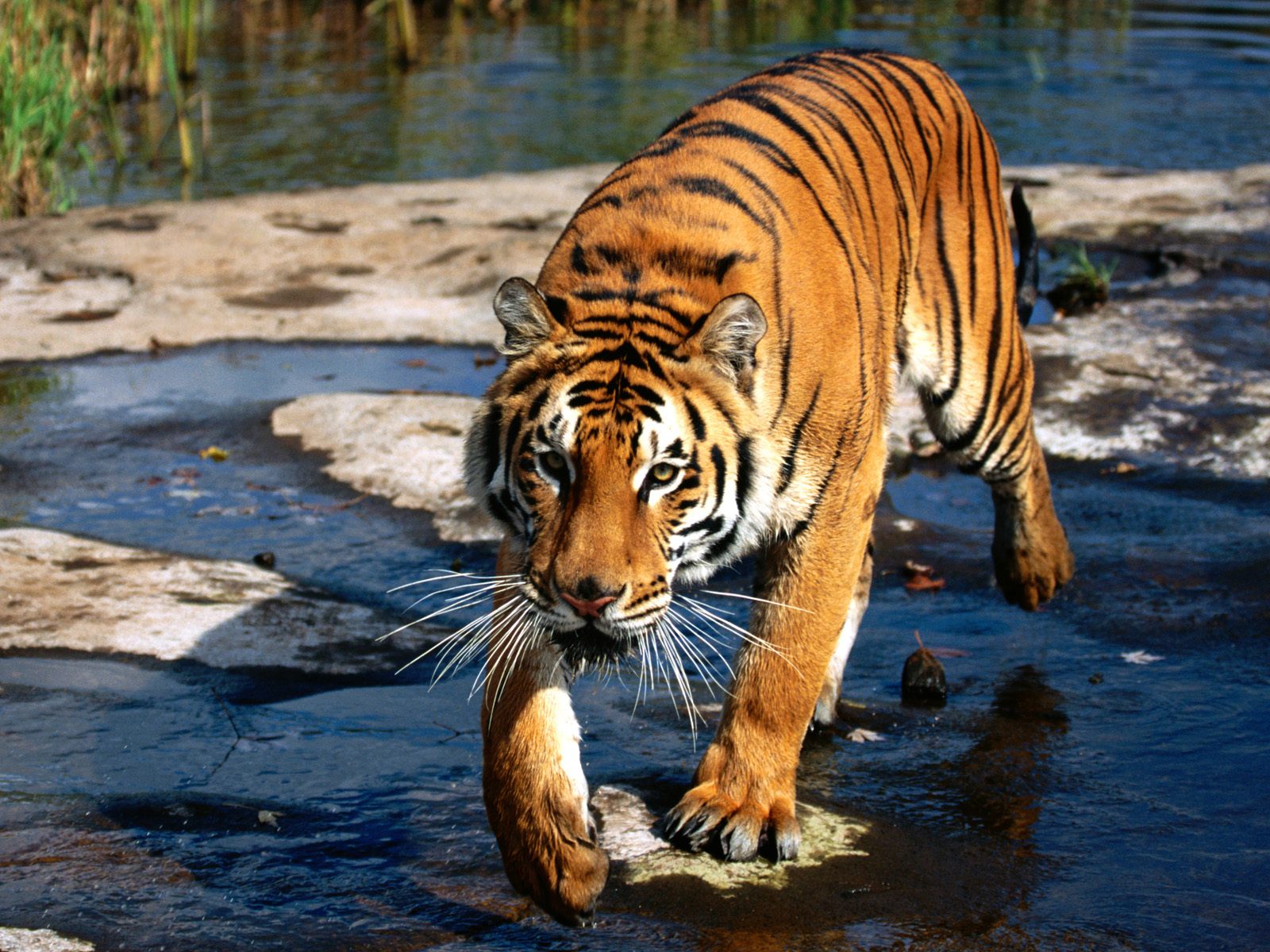 Prowler, Bengal Tiger1487612476